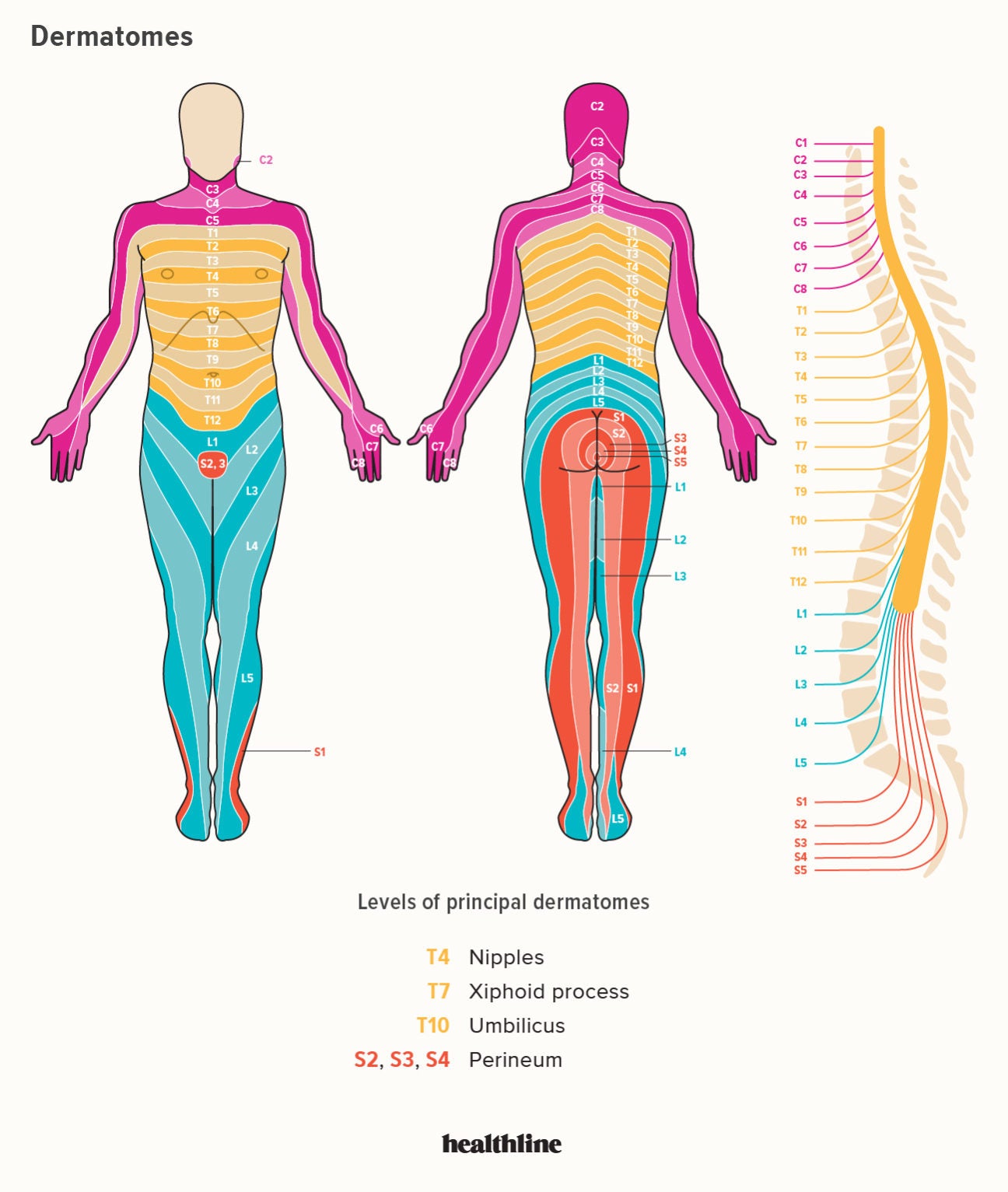Dermatome Patterns Dermatome Map Of Lower Body Spine Nerve Patterns