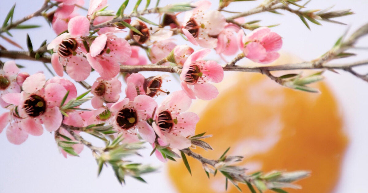 7 Proven Benefits and Uses of Manuka Honey