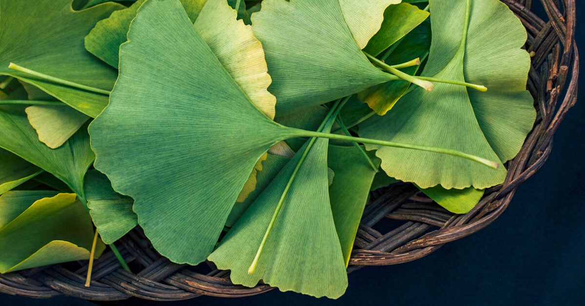 12 Benefits of Ginkgo Biloba (Plus Side Effects & Dosage)