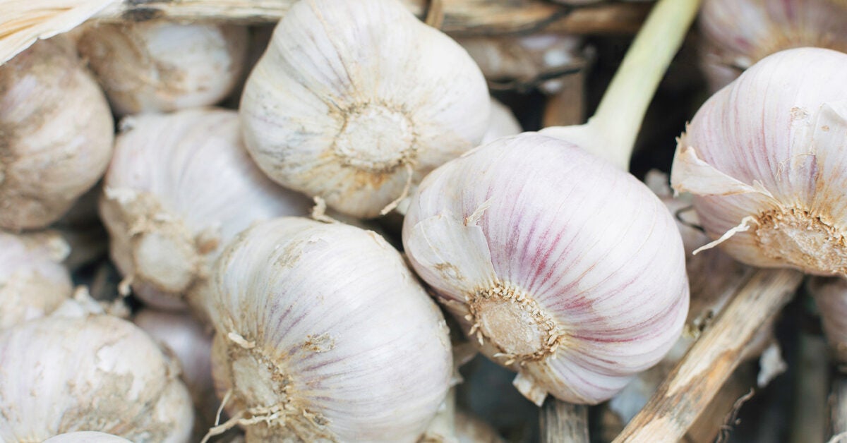 bulb of garlic