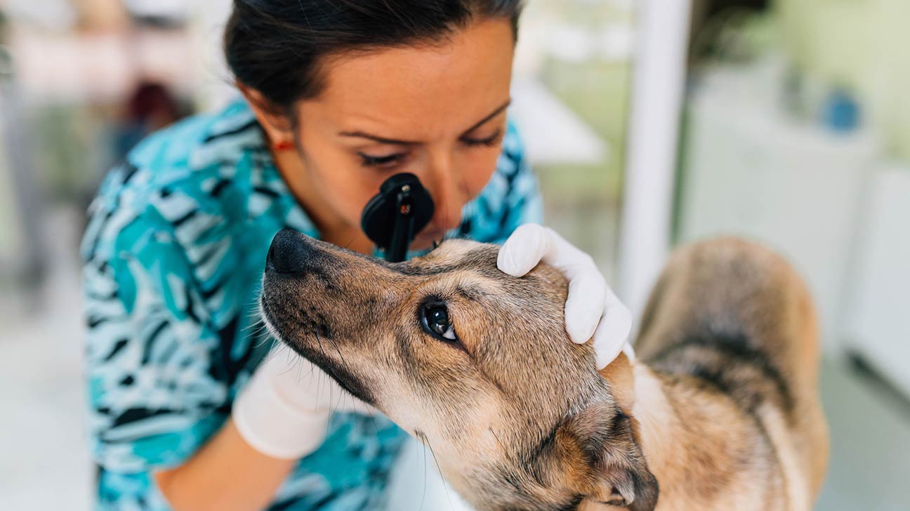 does my dog need the canine influenza vaccine