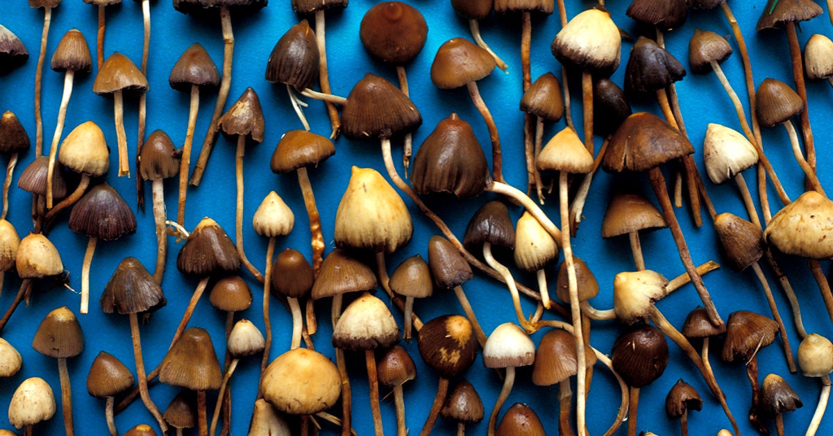 Effectiveness of Mushroom Medicine Retreat