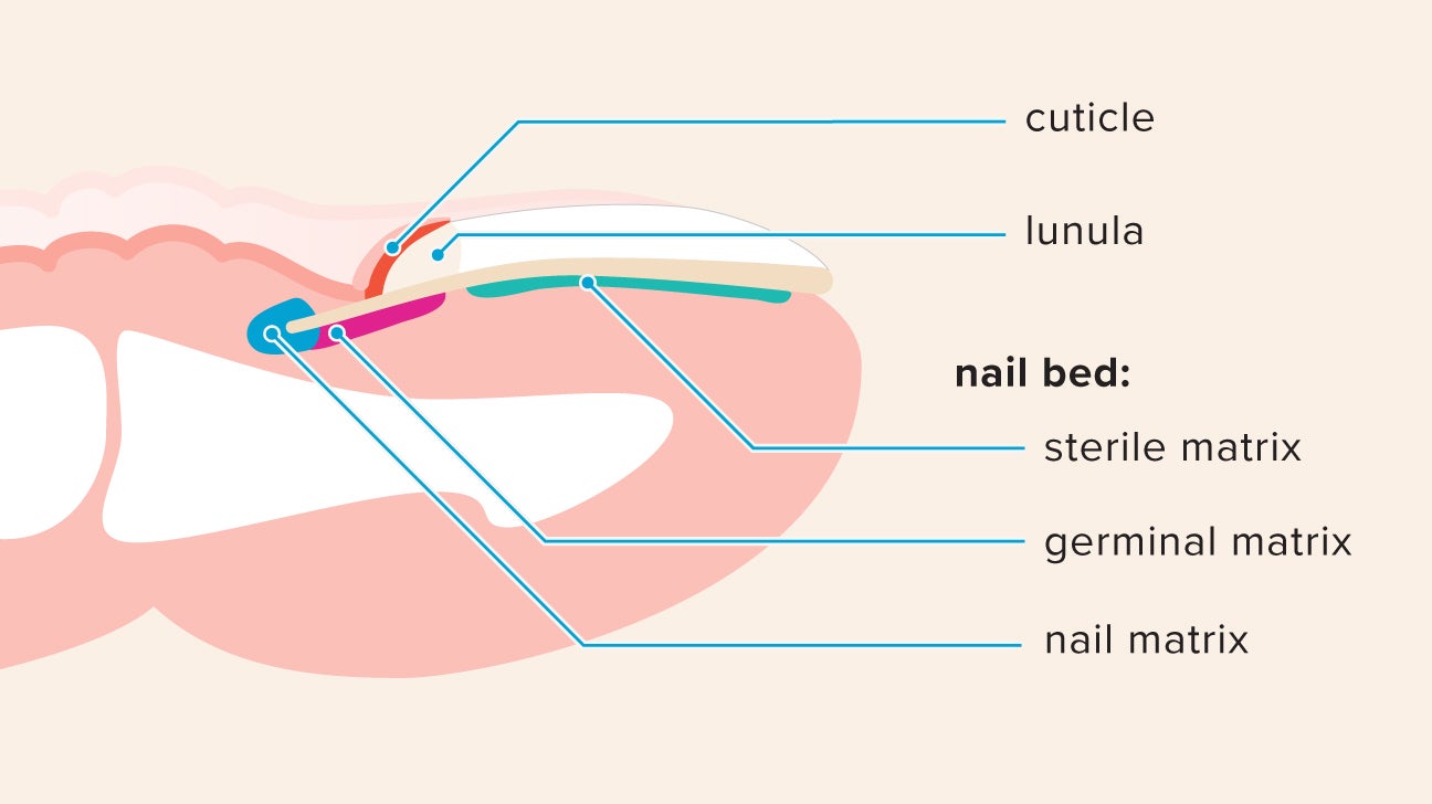 Structure of a human fi ngernail. | Download Scientific Diagram