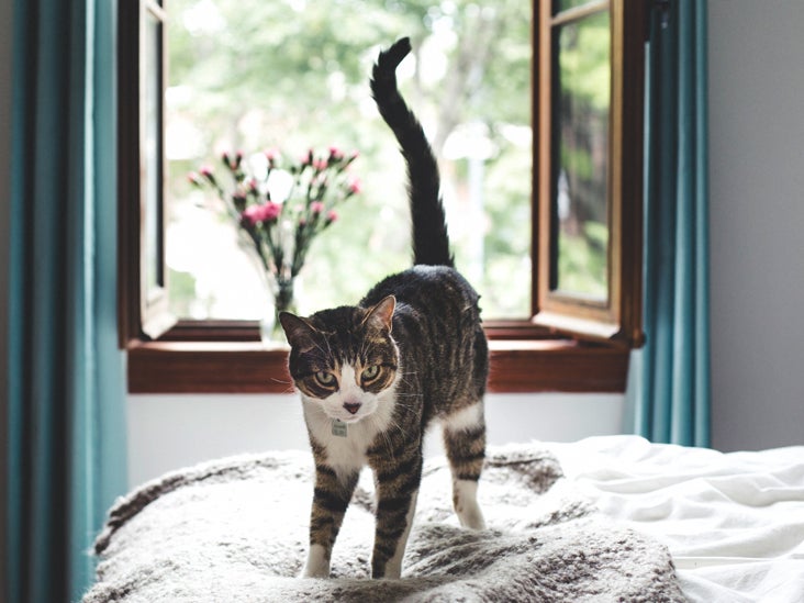 How to get rid of cat dander in new house Cats And Asthma What S The Connection