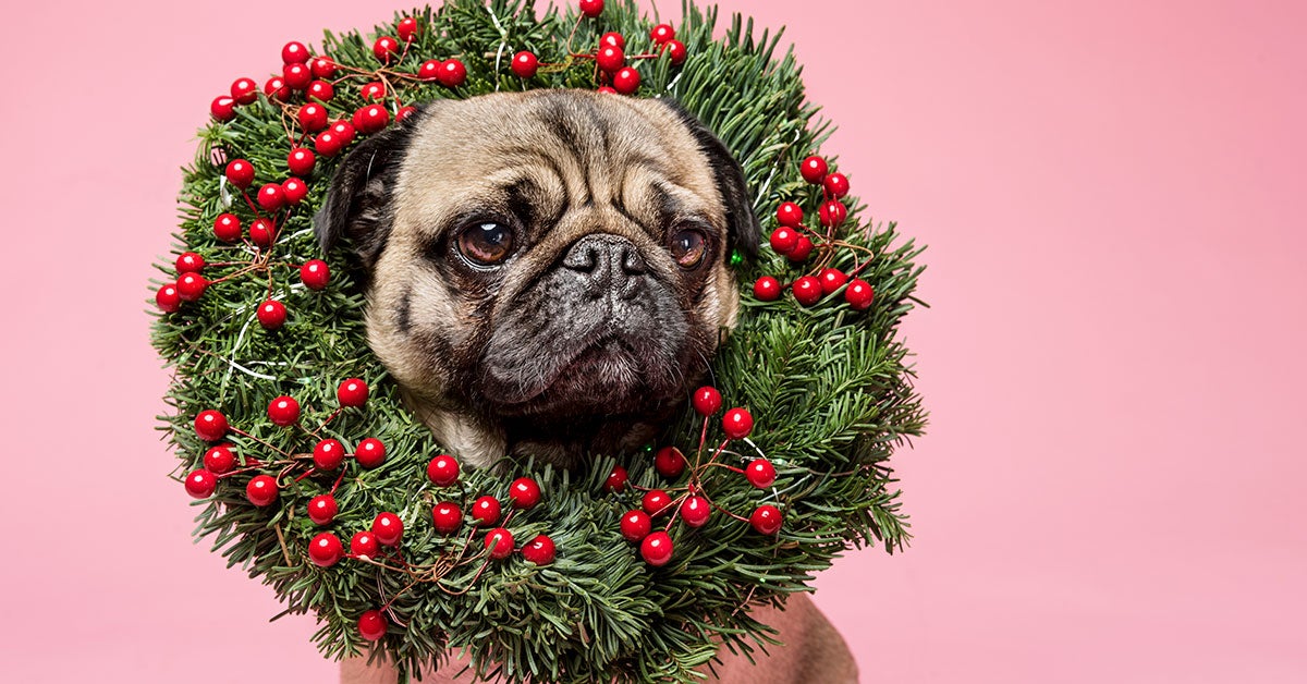 can pine needles make dogs sick