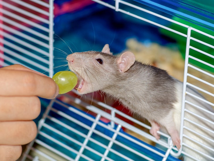 What rat antibiotics for rat ear infection