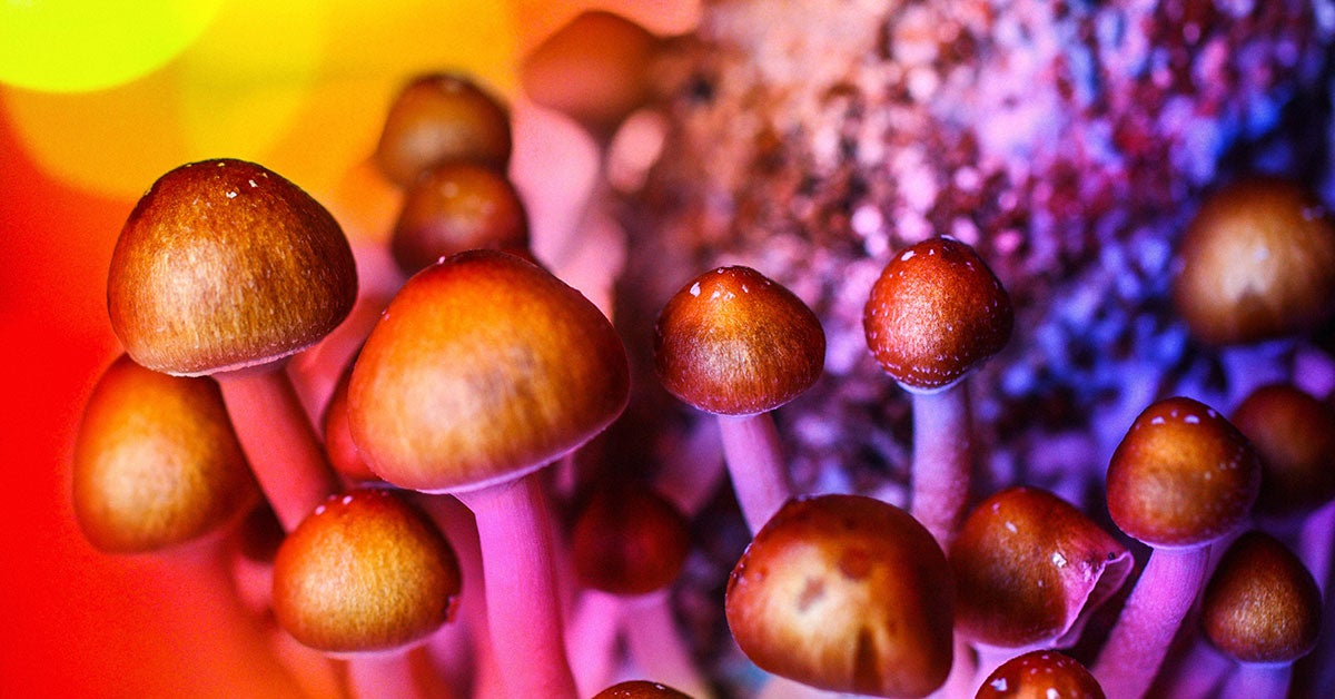 harvest magic mushrooms