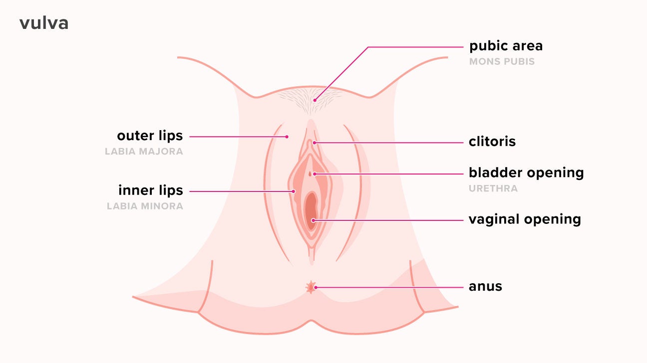 What Does the Inside of a Vagina Look Like? Telling If Youre Healthy