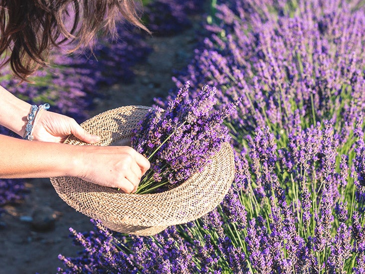 Spot the Symptoms of a Lavender Allergy