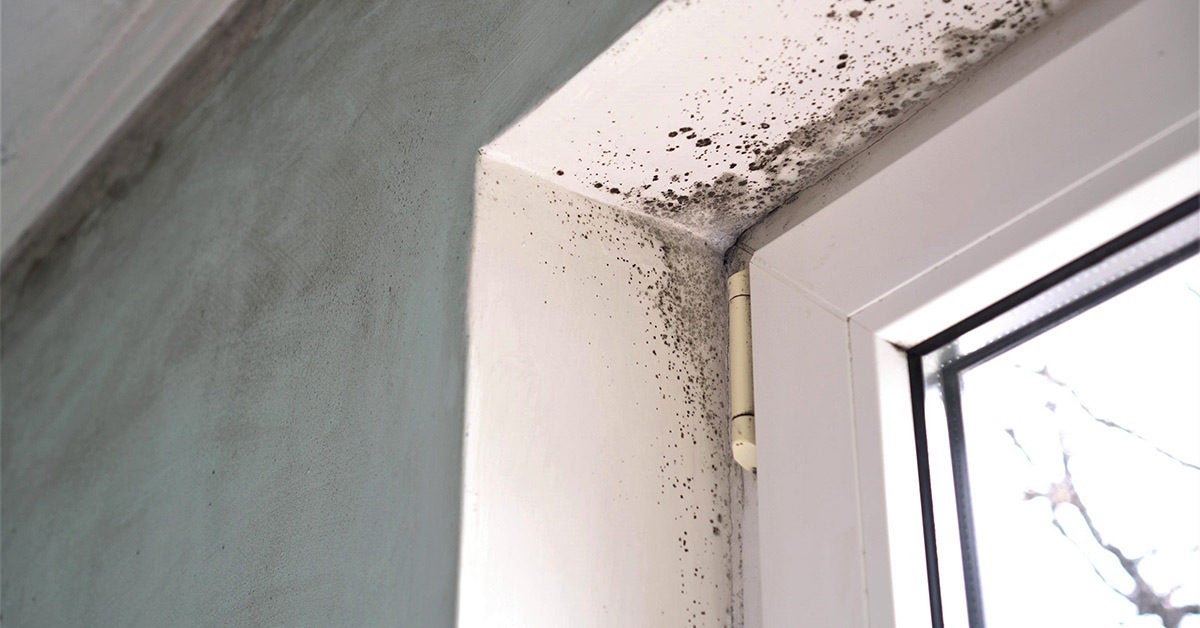 Can Mold Cause Cancer Latest Research Risks Preventing Exposure - Is Mold In Bathroom Ceiling Dangerous