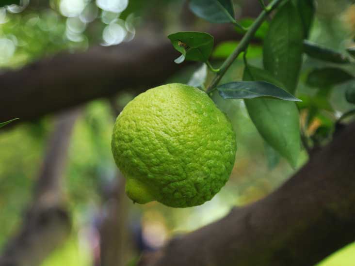 Limes: A Citrus Fruit with Powerful Benefits