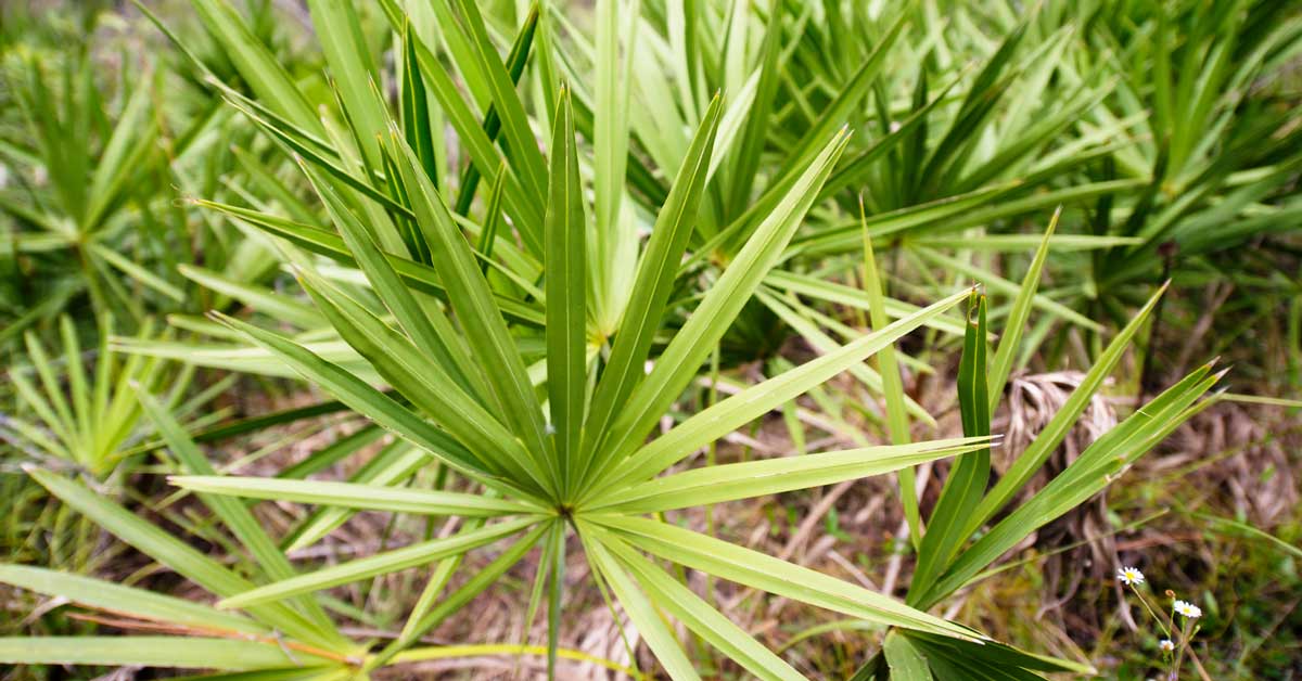 5 Promising Benefits and Uses of Saw Palmetto