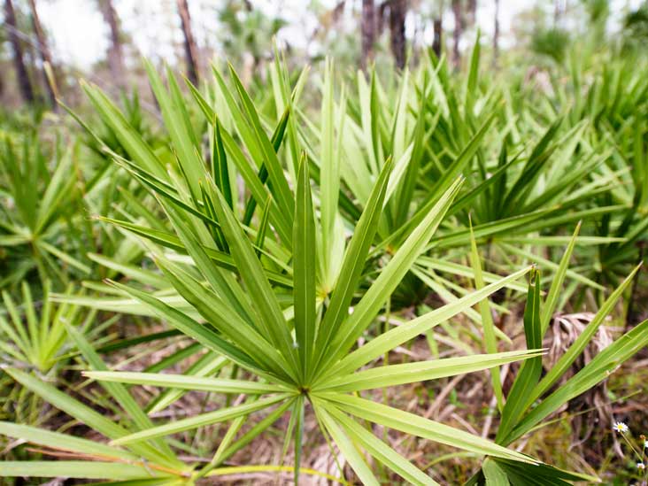 Saw Palmetto: 5 Benefits for Men's Health