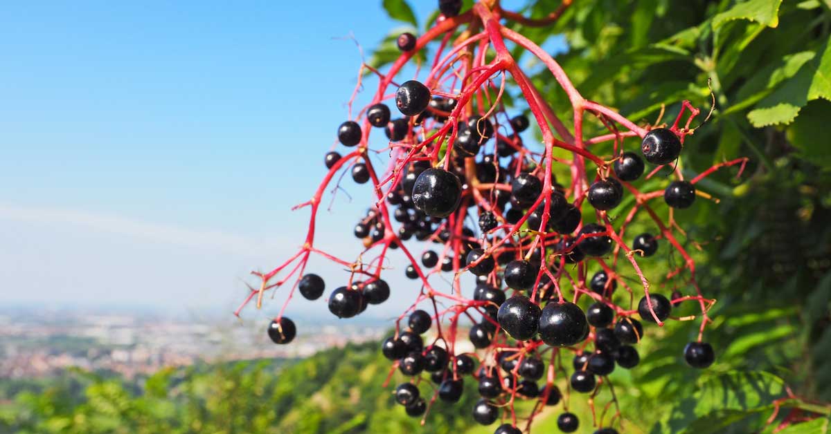 are red berries from trees poisonous to dogs