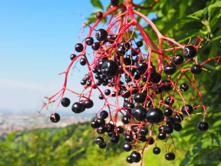 10 Tasty Wild Berries to Try (and 8 Poisonous Ones to Avoid)