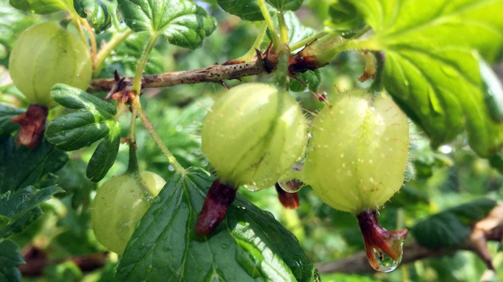 כיצד לזהות עץ פרי בר