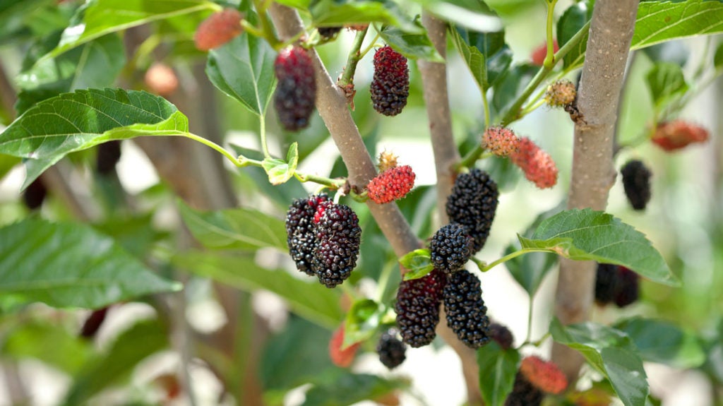 40 Types of Red Berries (With Pictures) - Identification Guide