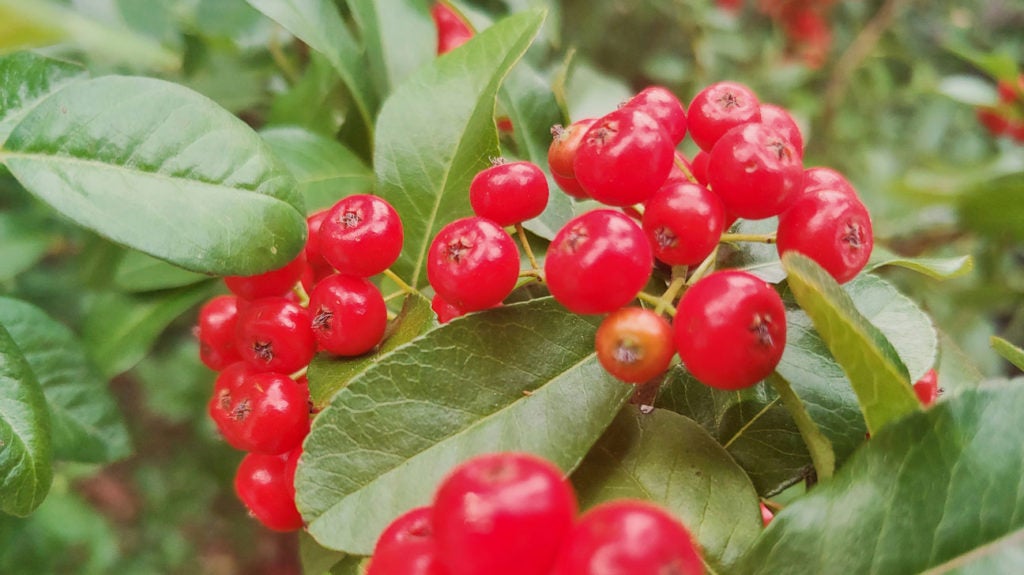 10 Tasty Wild Berries to Try (and 8 Poisonous Ones to Avoid)