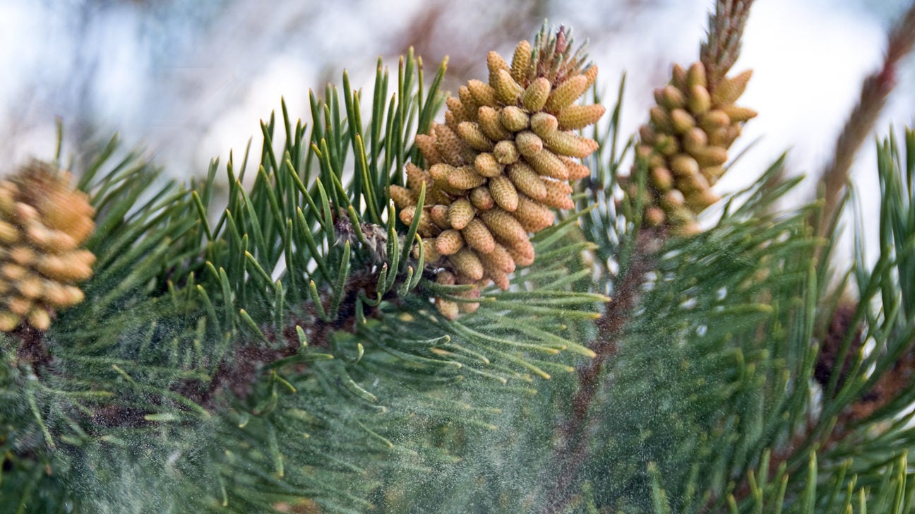 Pine Pollen Powder, Benefits, Dosage & Reviews