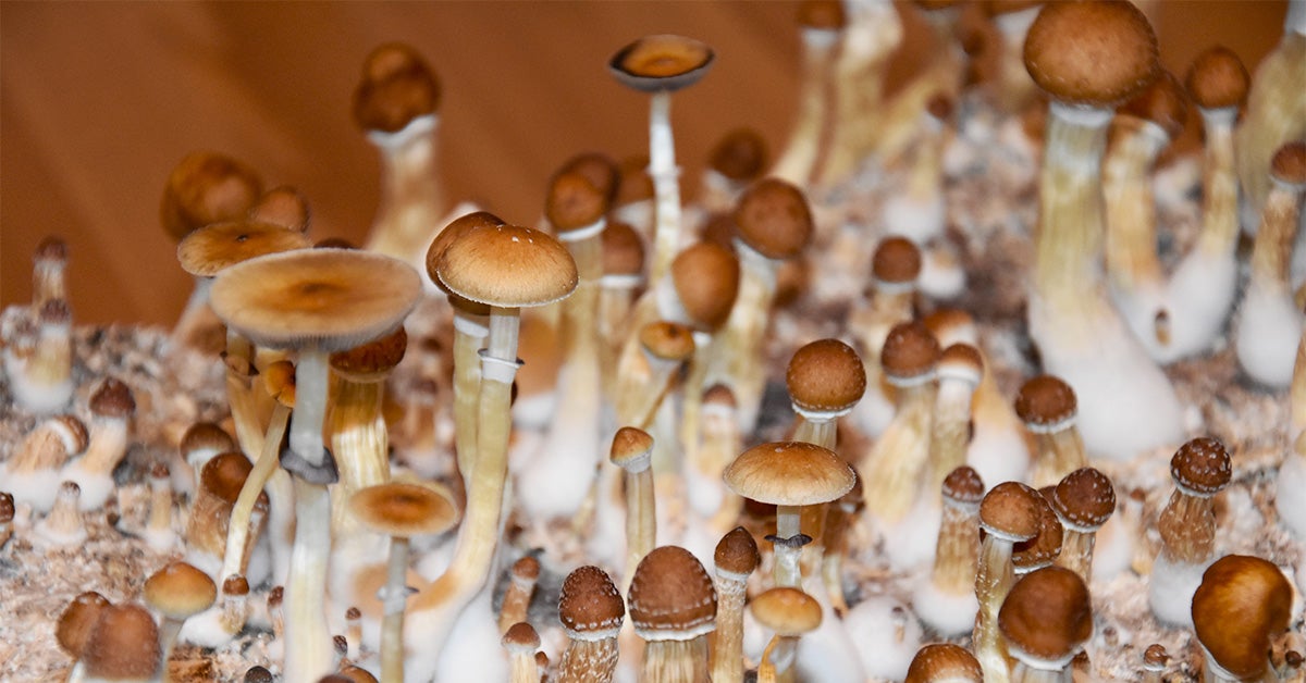 Psilocybin and magic mushrooms: Effects and risks