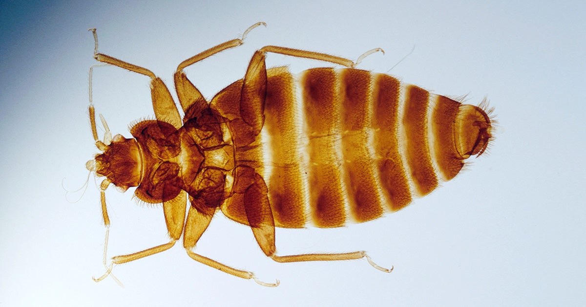 What Causes Bedbugs Tips For, Can Bed Bugs Live In Plastic Toys