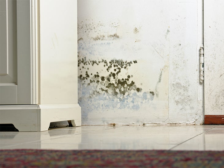 Can Black Mold Kill You Fortunately Probably Not - How To Remove Black Mould From Painted Wallpaper