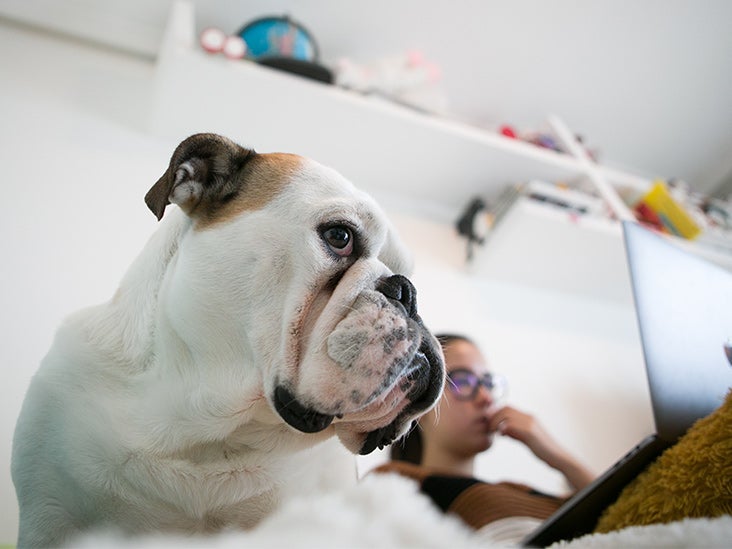 Yes, Your Dog Knows When You're Stressed — and They Feel It Too