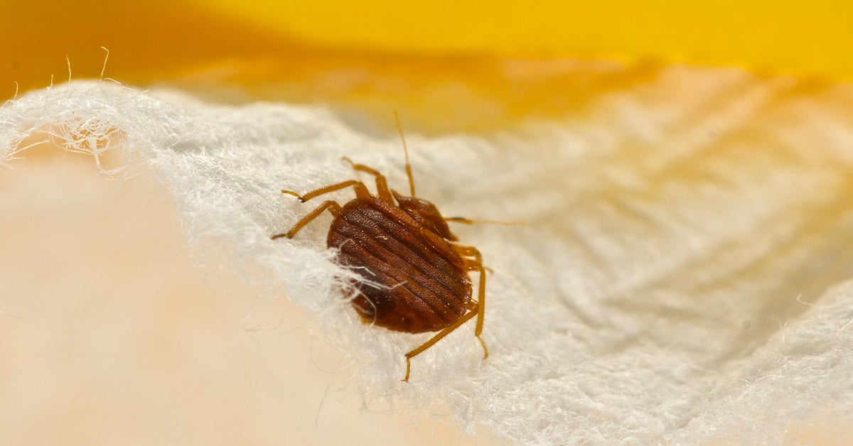 Does Rubbing Kill Bedbugs Yes, Do Bed Bugs Live In Blankets