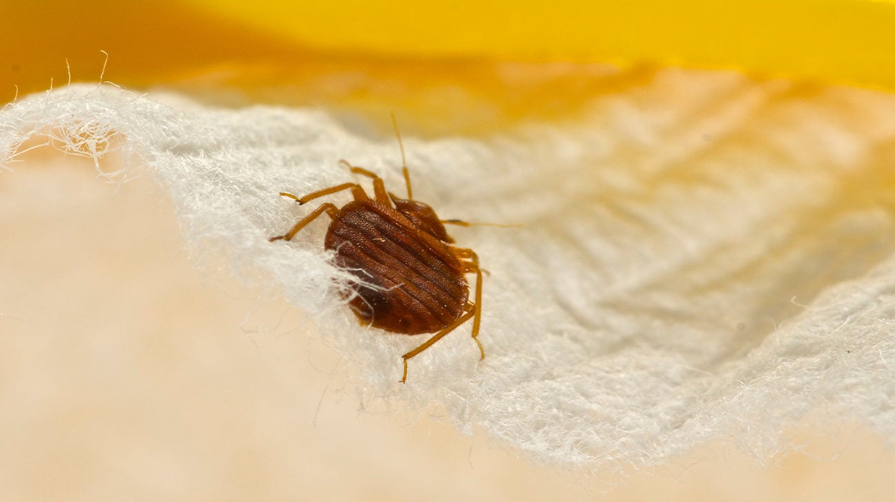Does Rubbing Alcohol Kill Bedbugs: Yes, but Is It Worth the Risk?