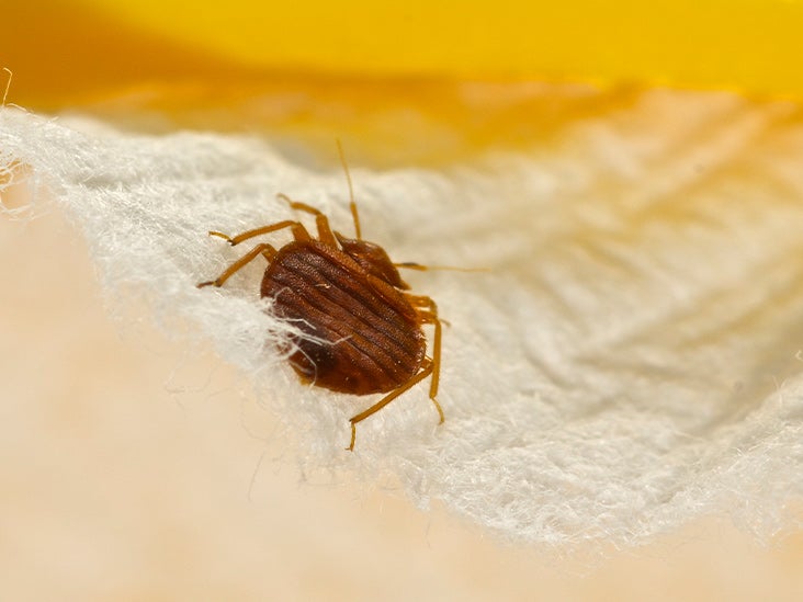 Get Rid of Bedbugs