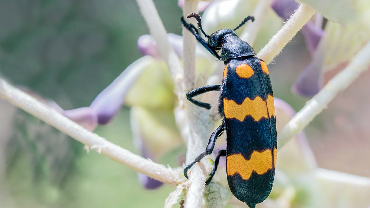 Blister Beetle Bite About Pictures Treatment And Prevention