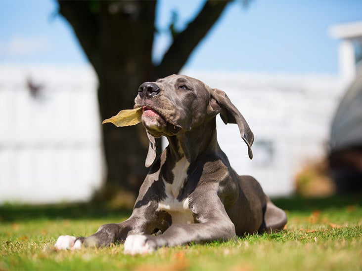 Why a Dog Treat Is Linked to a Salmonella Outbreak in Humans