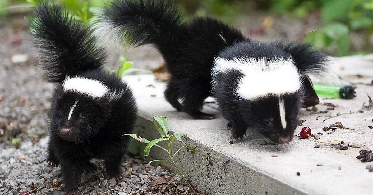 dog shampoo to get rid of skunk smell