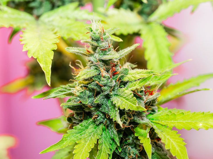 Most potent marijuana strain