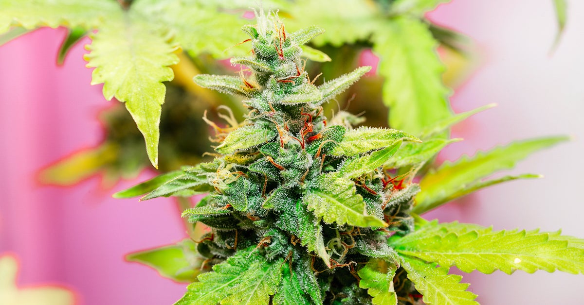 Top Marijuana Strains You Should Know About - CBD Hint