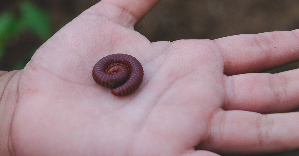 Do Millipedes Bite? Learn All About Them