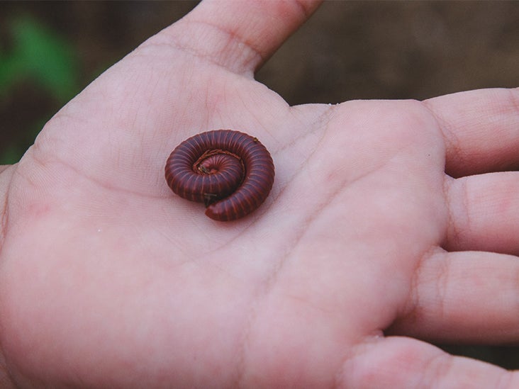 Do Millipedes Bite? Learn All About Them