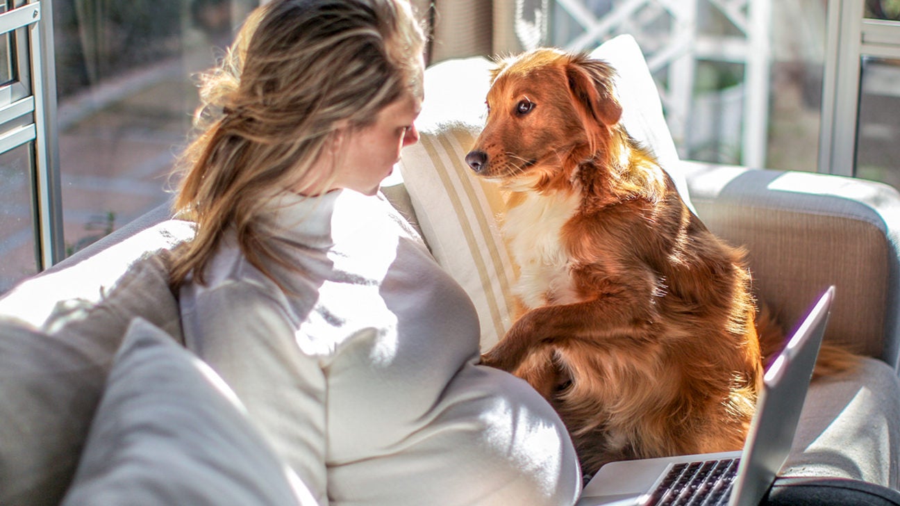 Puppy clearance while pregnant