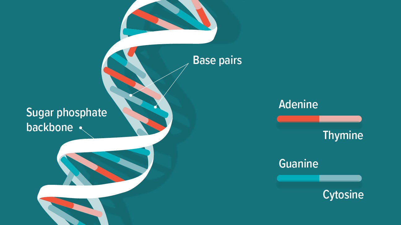 human dna sequence example