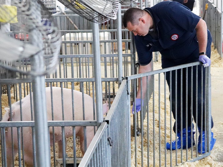 How Pigs Are Helping Researchers Develop More Effective Flu Vaccines