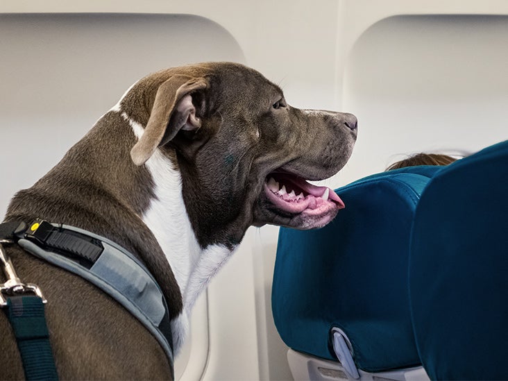 To Crack Down on Fake Emotional Support Animals, Experts Issue New Recommendations
