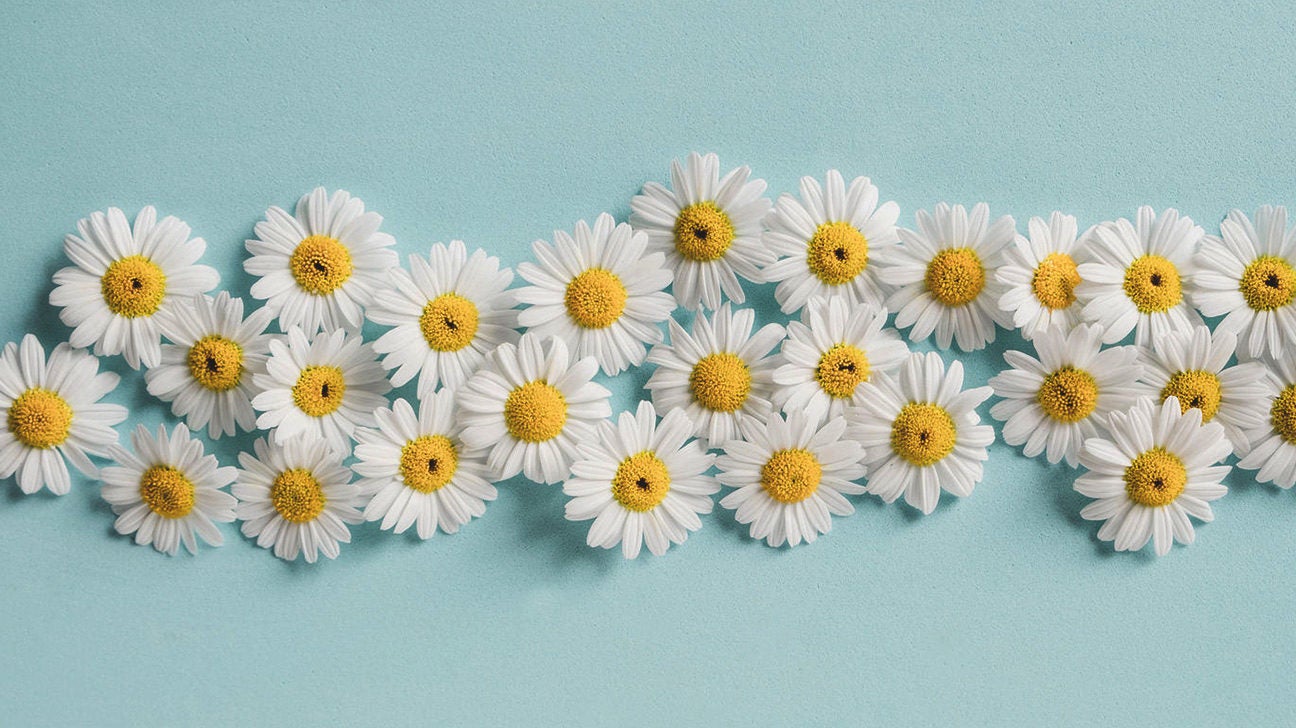 Getting To Know Chamomile Essential Oils