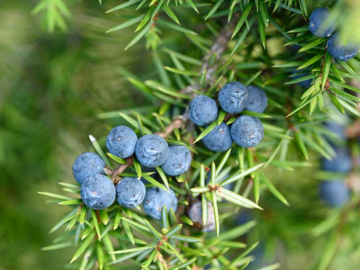 5 Emerging Benefits of Juniper Berries