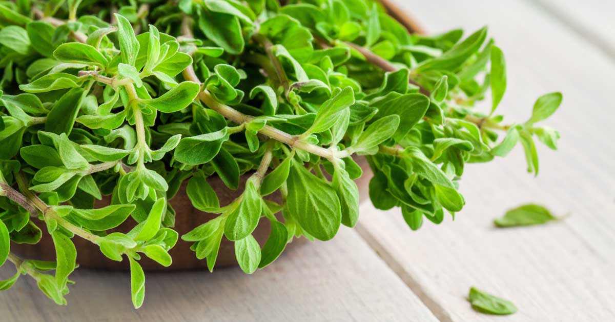 Image of Marjoram herb