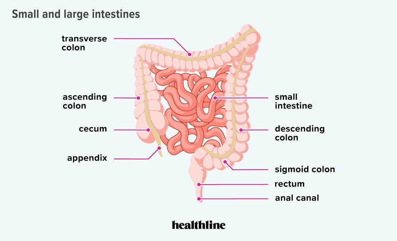 intestine anatomy jejunum