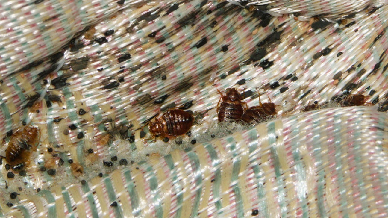 Can You See Bedbugs Size, Identification, Removal, Prevention