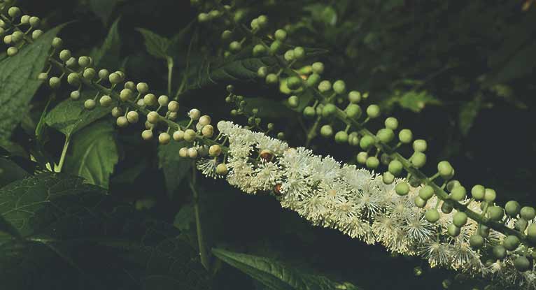 Black Cohosh To Induce Labor Is It Safe