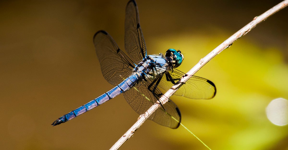 Are Dragonflies Poisonous to Dogs 