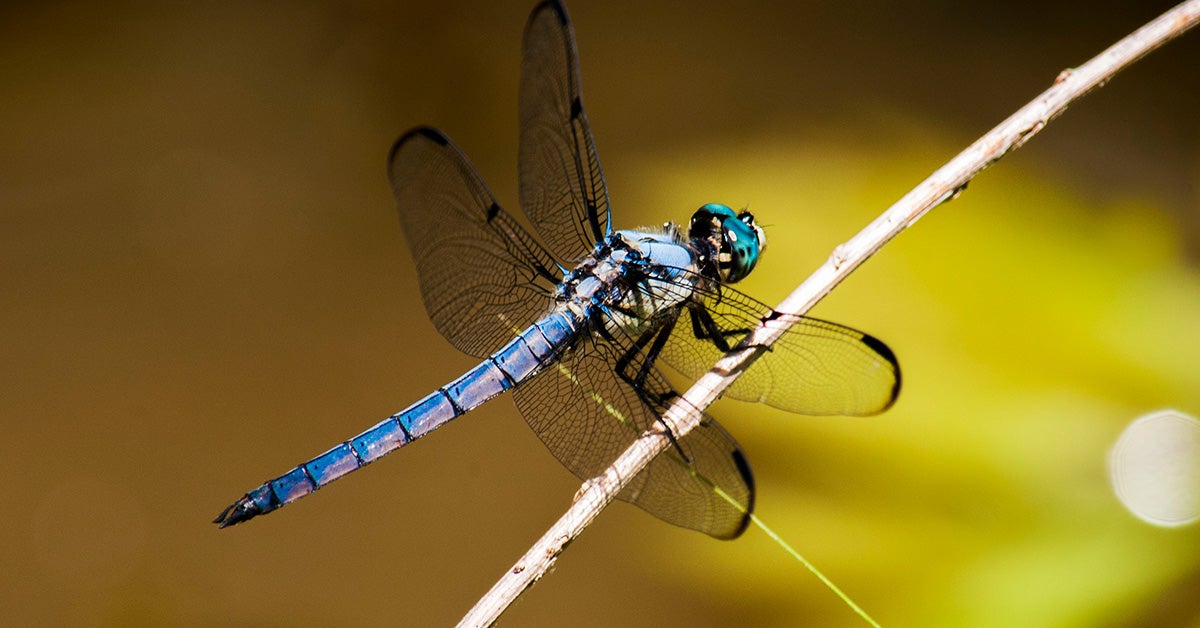 Are Dragonflies Poisonous to Dogs – Dog Help Reviews UK