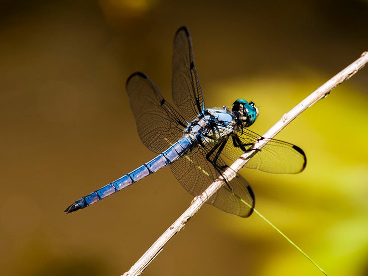 Dragonfly Bites, Span, Migration, Environmental Benefits